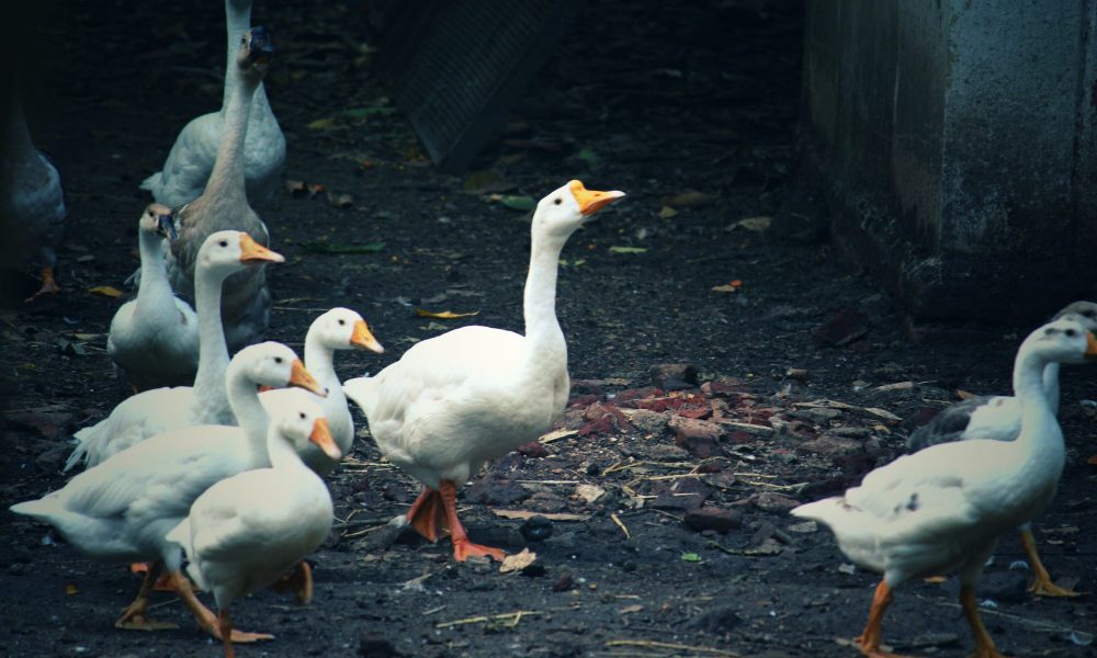 5 Reasons Why You Shouldn't Feed Bread To Ducks | Blog